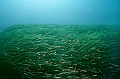 01 Posidonia